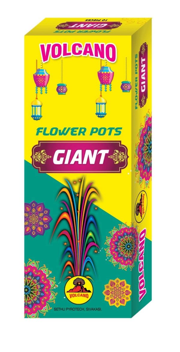 Flower Cone Giant/Asoka (10Pcs/1Box)